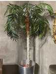 Palmeira decorativa