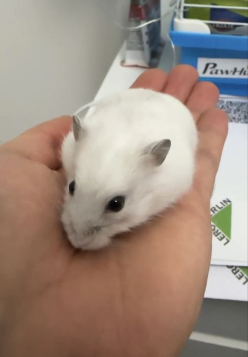 Hamster Anão Russo + Gaiola + Alimento + Outros