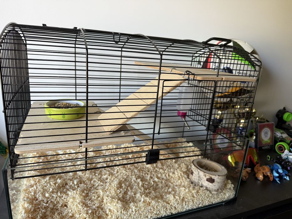 Chomik syryjski z wyprawką