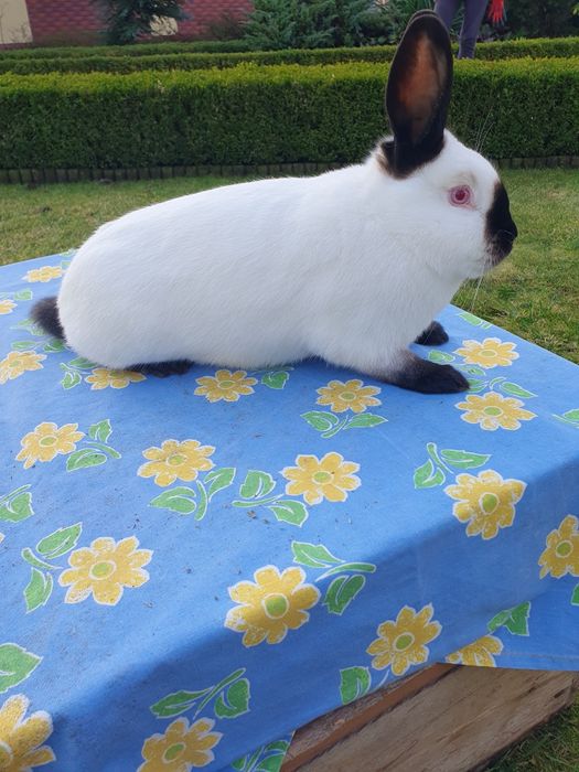 Kalifornijski czarny