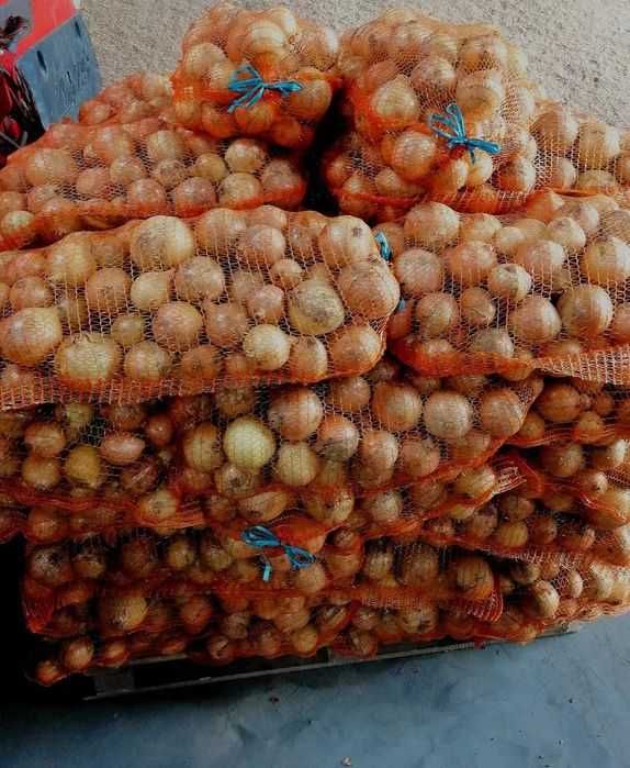 Cebula żółta, ilości tirowe