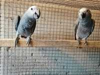 Papagaios cinzentos de 2024- amazonas amazónicos -araras- 2023