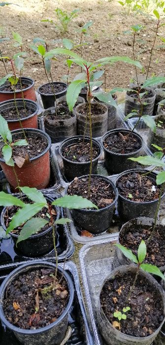 Loureiro / Louro - planta em vaso