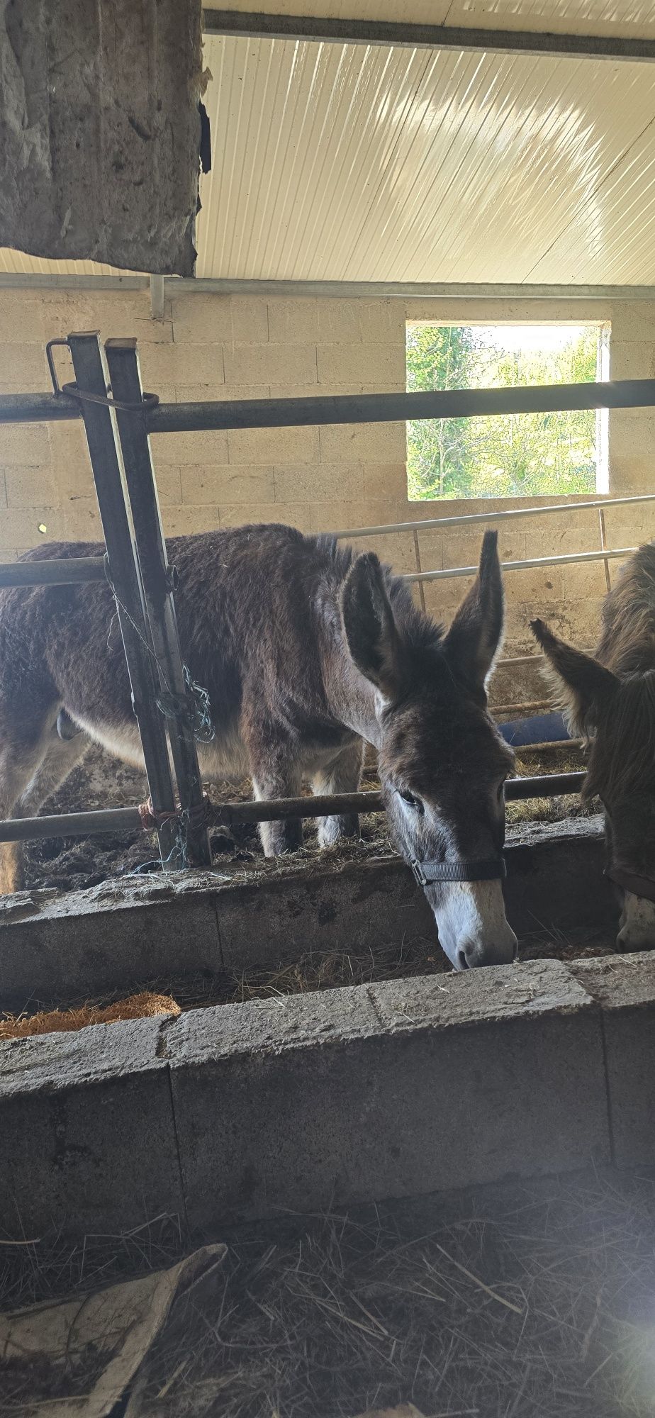 Casal de burros mansos