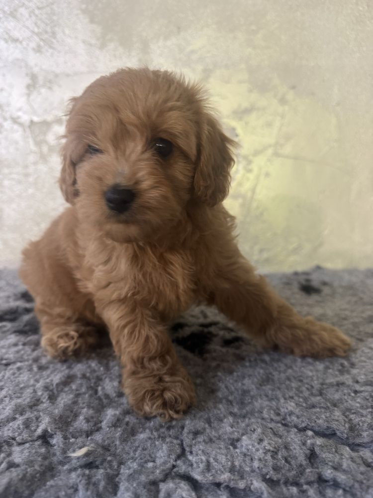 Cavapoo F1 b dziewczynka