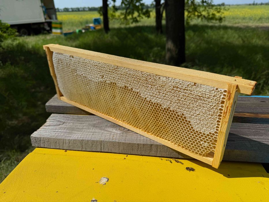 Ріпаковий мед кремовий