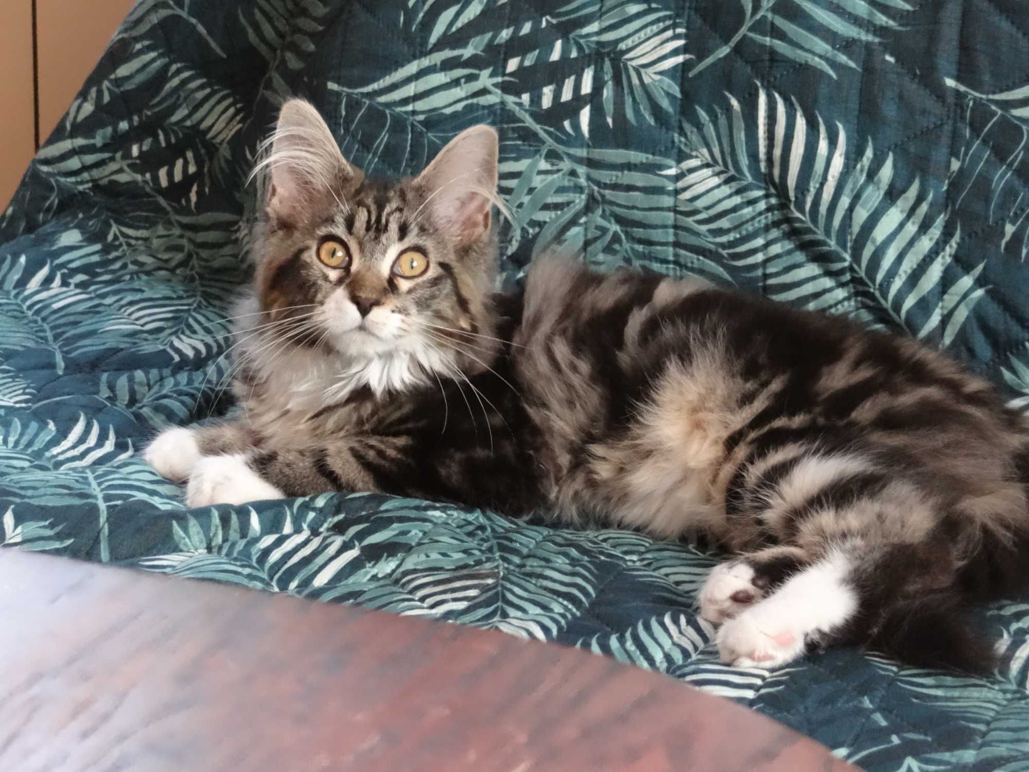 Kotka Maine Coon