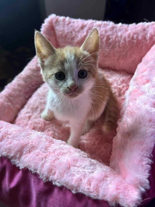 Bezdomna kotka maleństwo totalne do adopcji