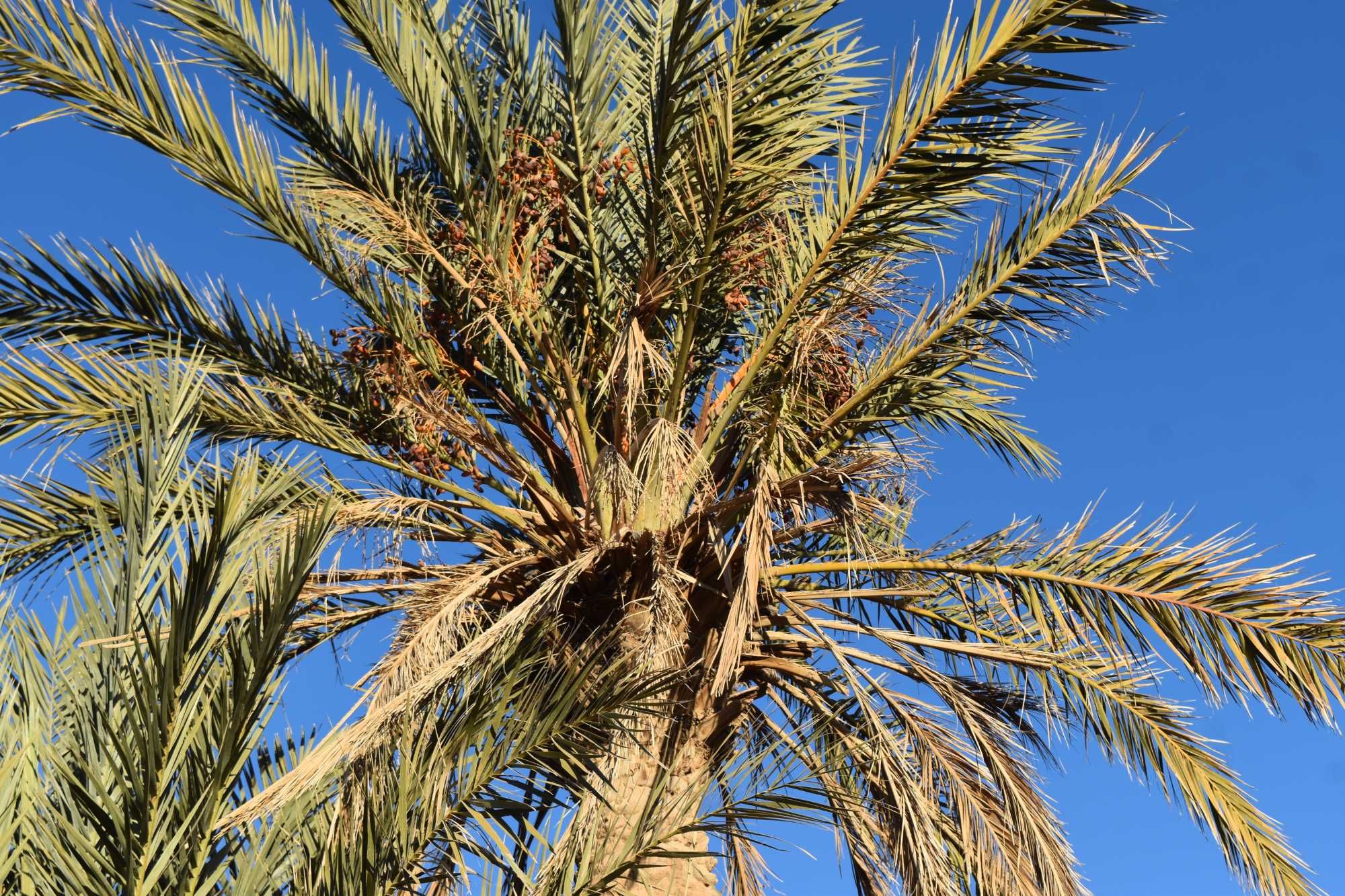 Phoenix dactylifera  palma daktylowa daktylowiec, świeże z Maroko
