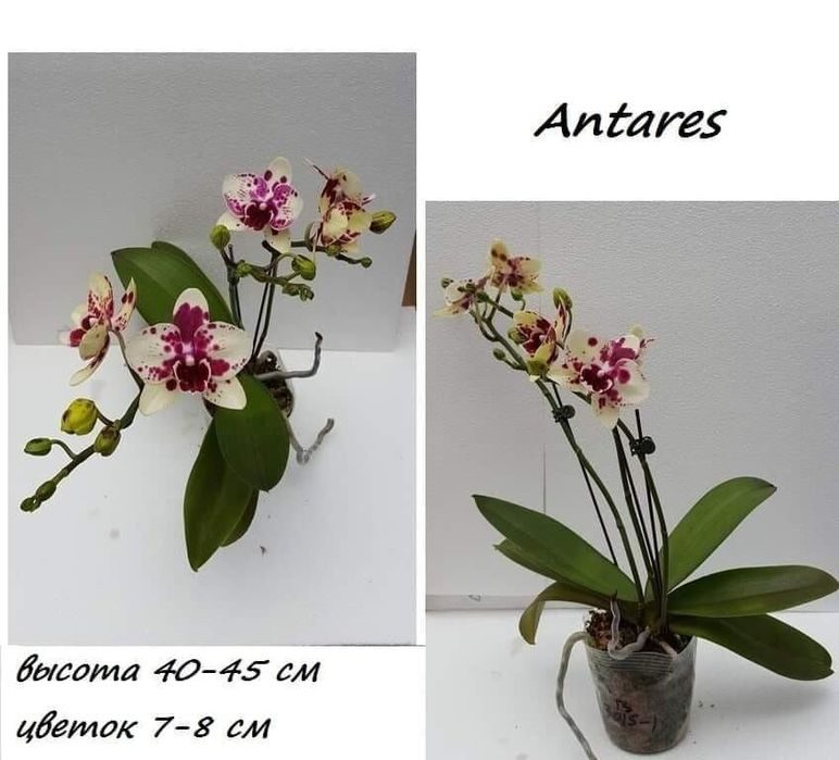 Орхідея  Antares