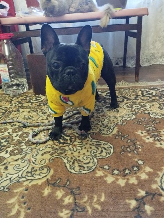 Хлопчик французького бульдога