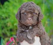 Lagotto Romagnolo - brązowy pies gotowy do zmiany domu