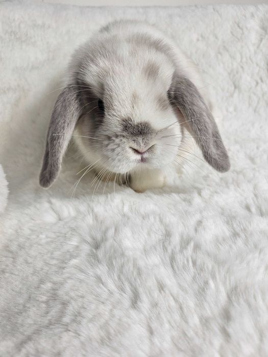 Królik Mini Lop do hodowli geny Niemieckie, Francuskie plus klatki