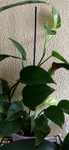 Plantas naturais
