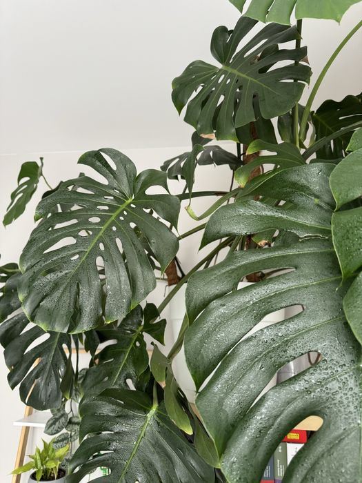 Monstera deliciosa - 3 odnogi, 120 cm wys., 2m szerokości
