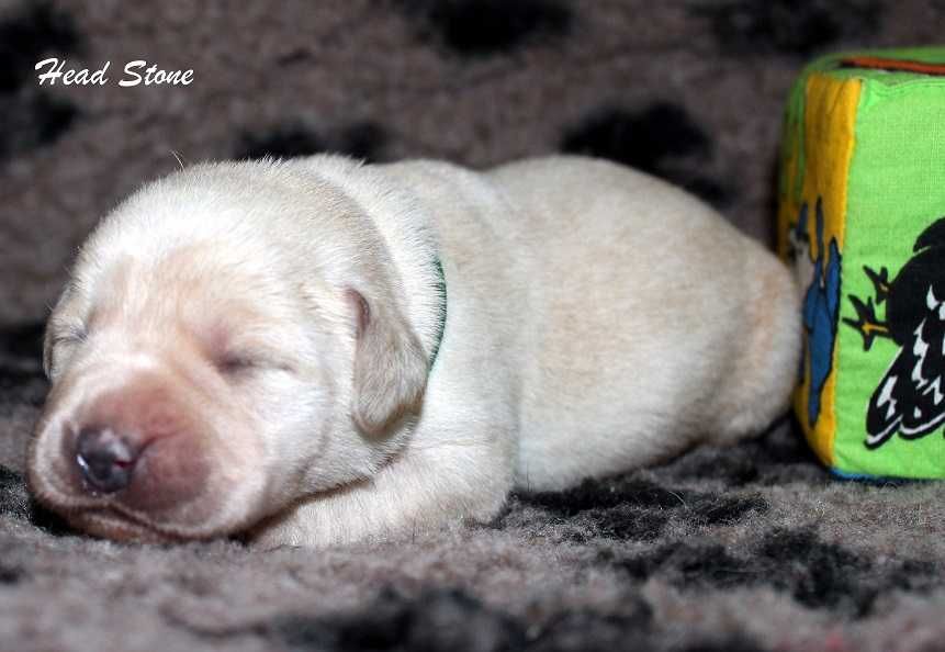 Лабрадор ретривер КСУ