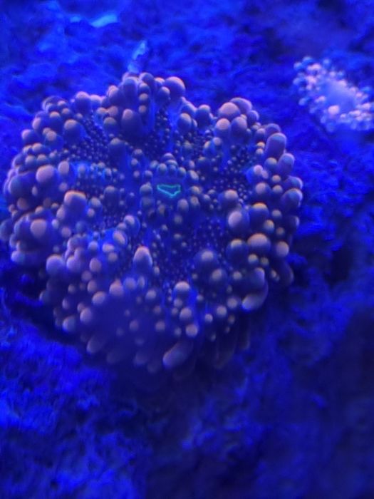 Ricordea , akwarium morskie