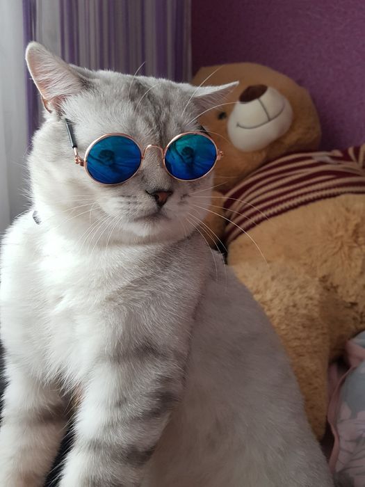 Кіт шиншилла в'язка