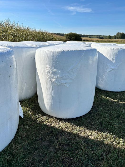 Sprzedam kukurydzę w belach