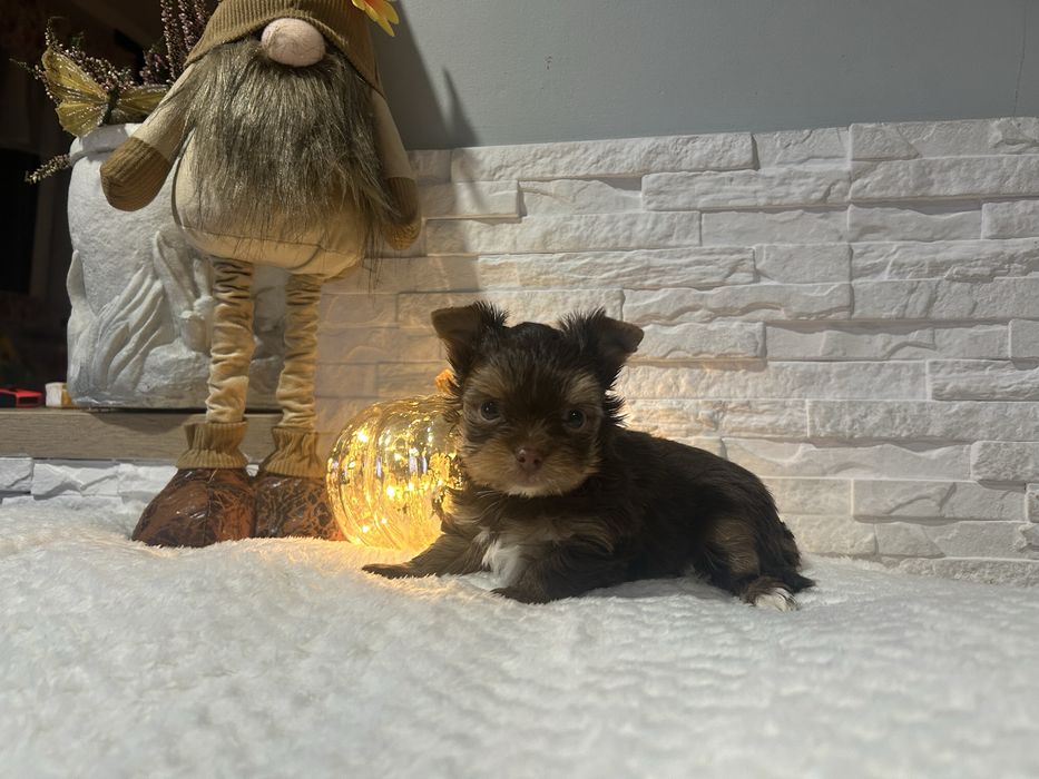 Yorkshire terrier pies