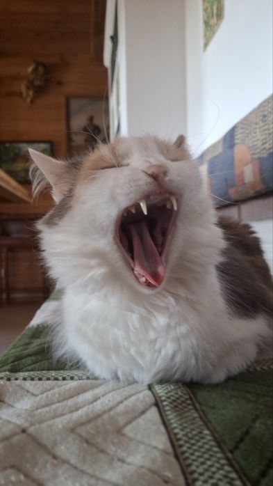 Віддам в добрі руки дуже милу кицю