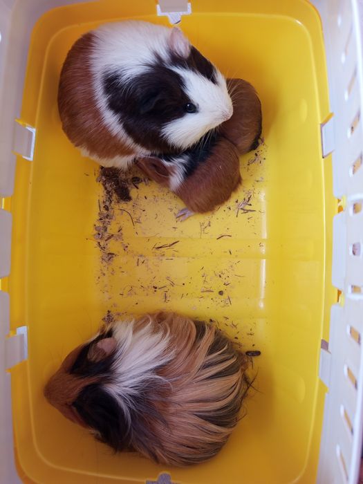 4 świnki morskie z akcesoriami