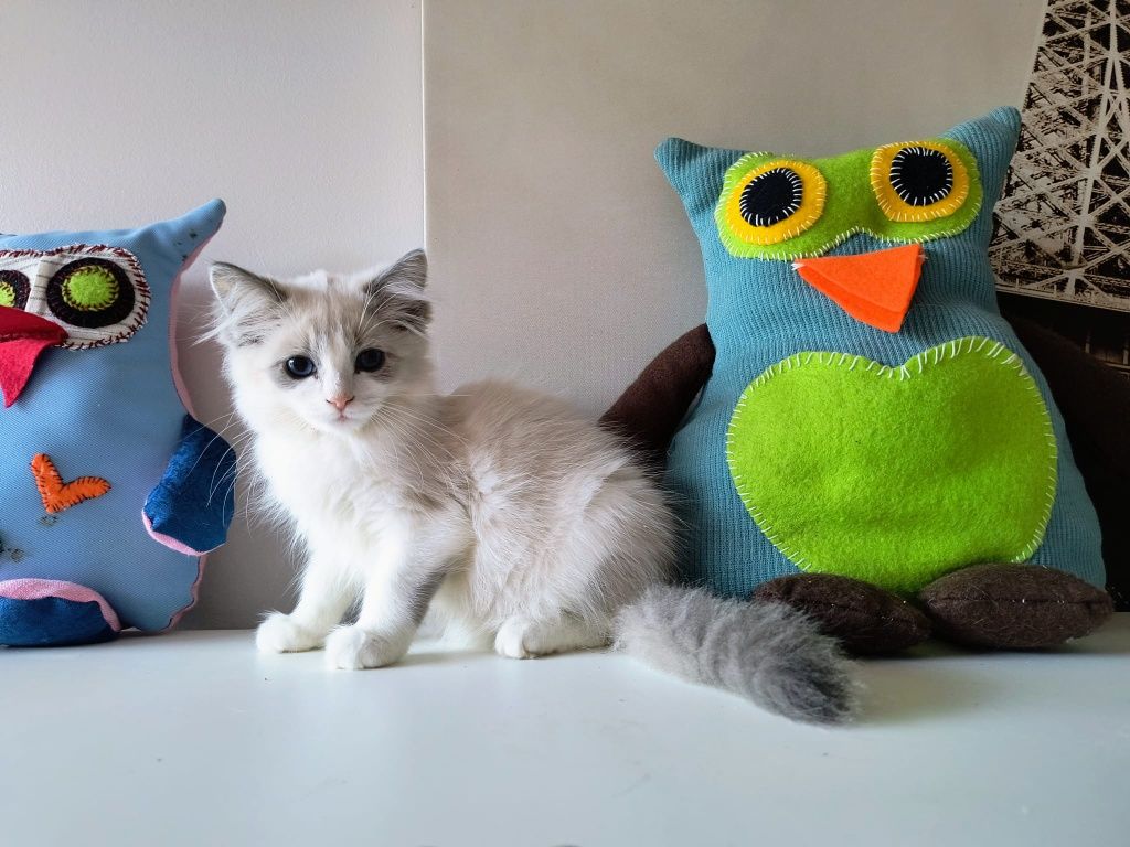 Rogdoll gotowe do odbioru