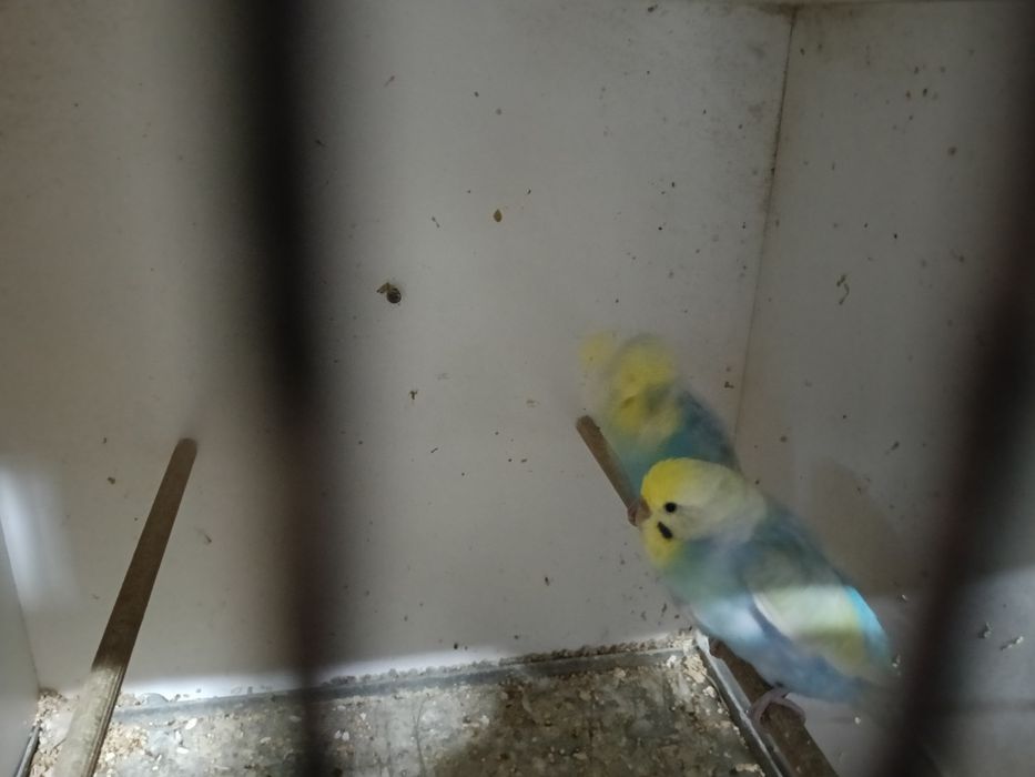 Piriquitos arco íris