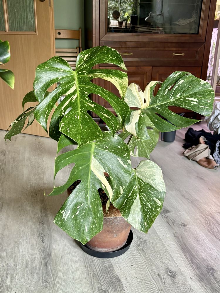 Monstera Thai Constellation cała roślina