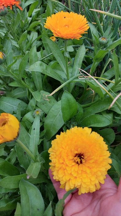 Нагідки  великі, цвіт висушений 2025