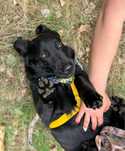 Pączuś szuka domu. Ni to jamnik ni labrador. Do adopcji