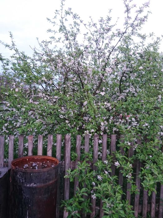 Дом в селе Стремигород