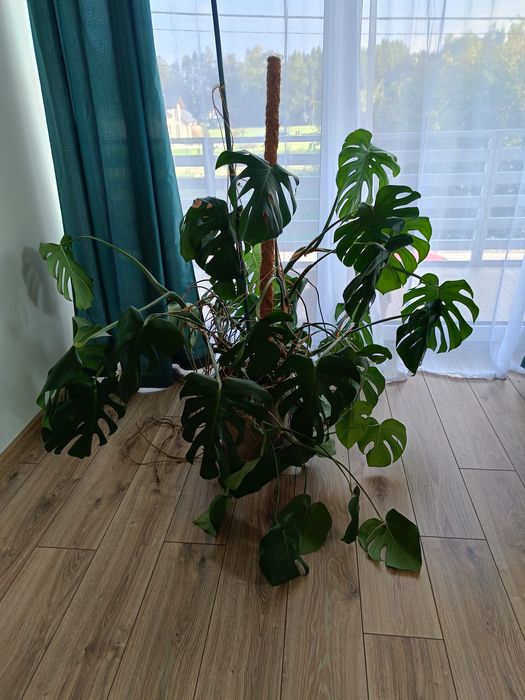 Kwiat piękny Monstera