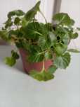 Продам Кампанула (жених) 80грн