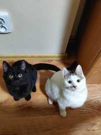 Cudowne kociaki szukają wspólnego domku