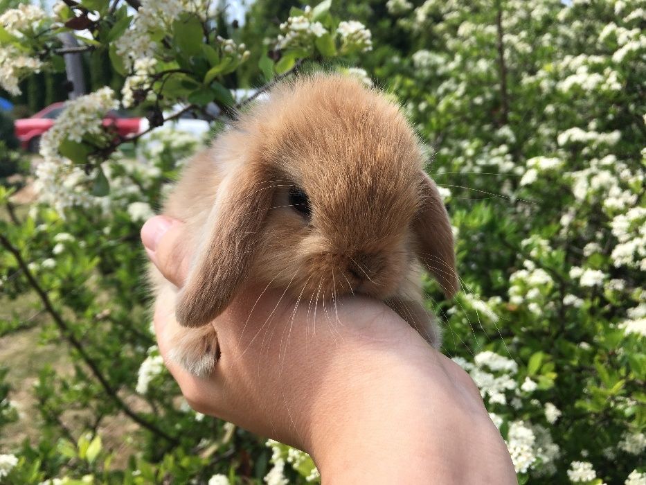 Mini lop małe baranki z metryką mini lopy karzełki nowa cena