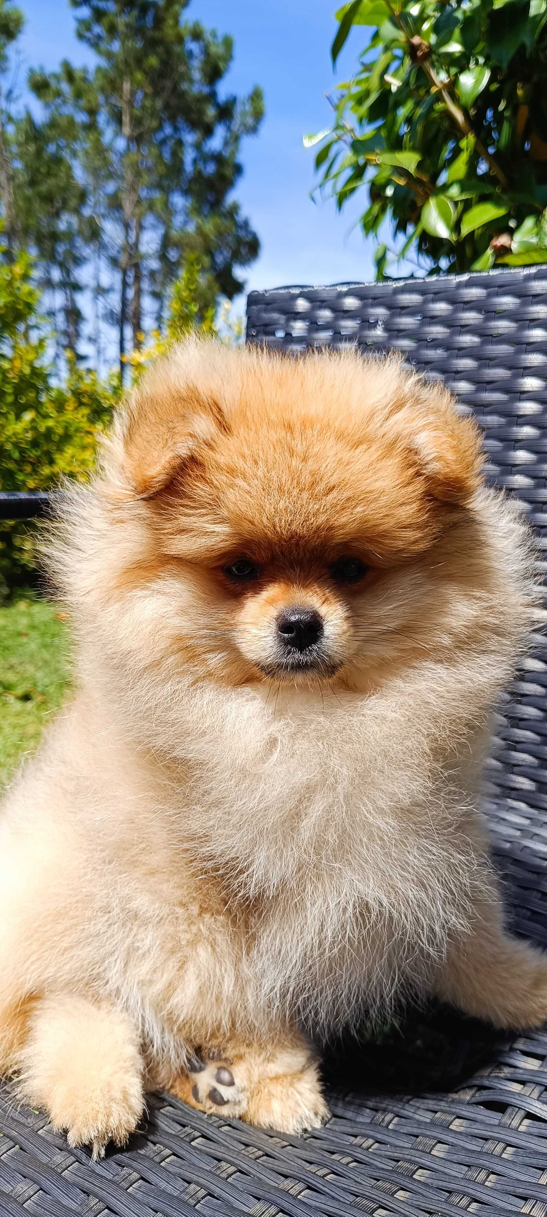 Spitz alemão anão, lulu da pomerânia