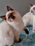 Wensdey ostatnia koteczka do rezerwacji Ragdoll do rezerwacji