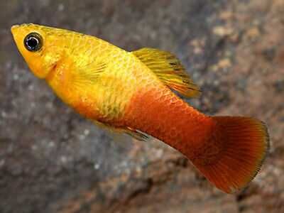 Zmienniak wielobarwny - Xiphophorus variatus - Platka - Platynka