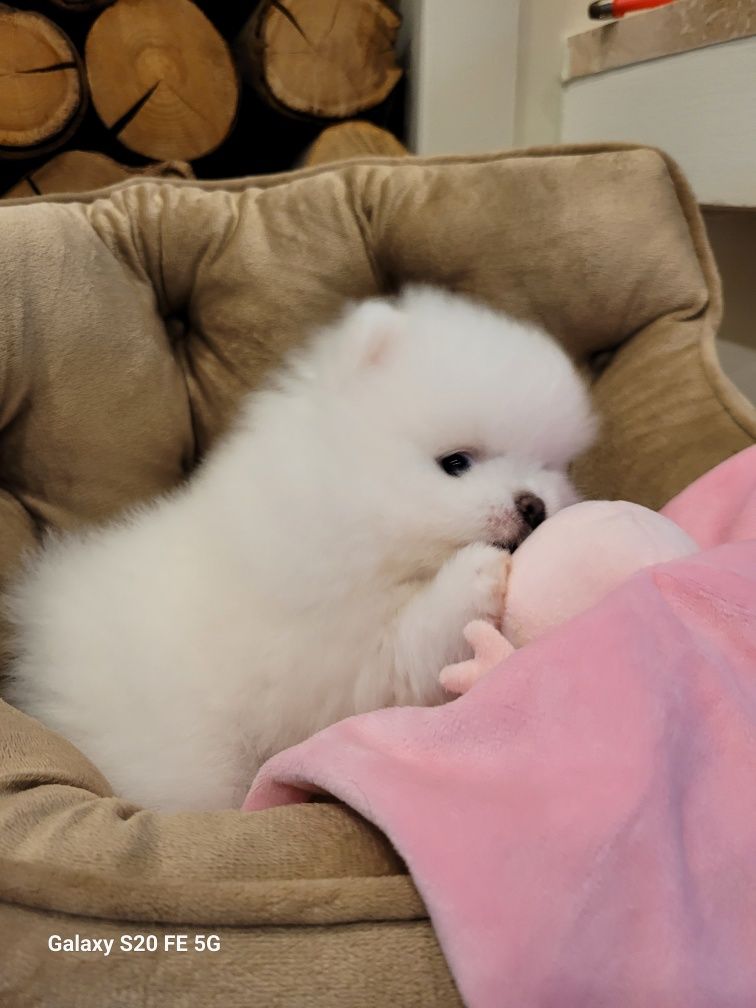 Pomeranian biała dziewczynka
