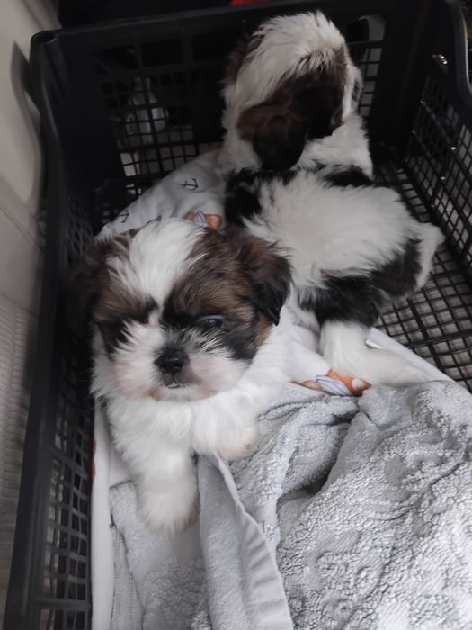 Shih tzu do odbioru piesek