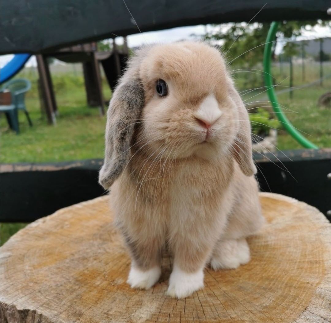 KIT Coelhos anões orelhudos, mini lop super inteligentes e dóceis