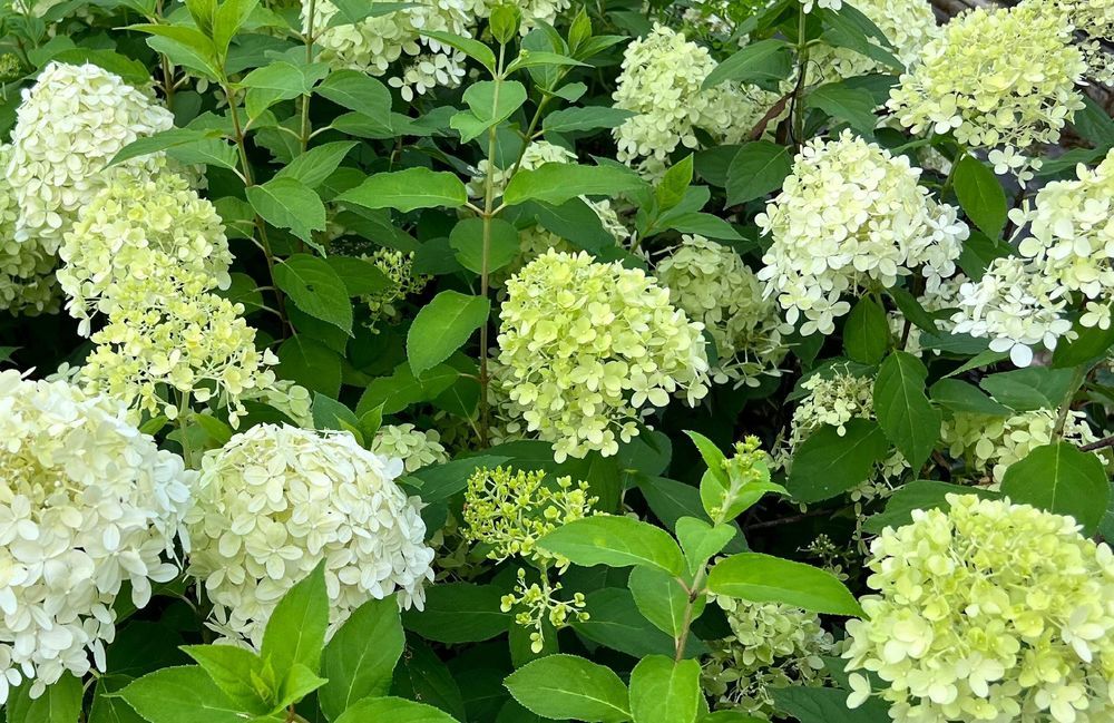 Hortensja bukietowa 'Limelight' (Hydrangea paniculata) Doniczka 2.0L