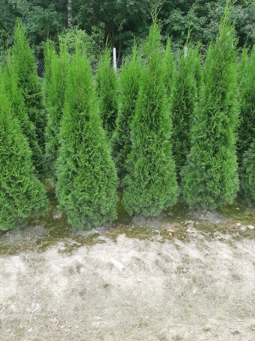 Tuja Thuja Tuje Szmaragd 140 cm