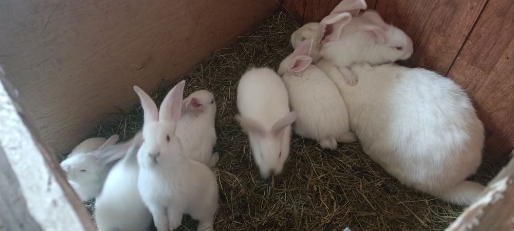 Króliki białe 2 miesięcznie