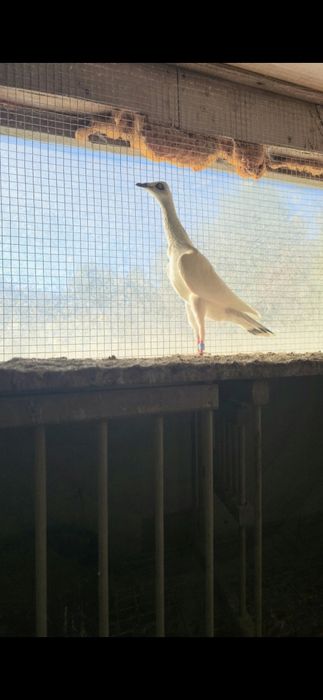 Srebrniak 2025 samiec wysyłam