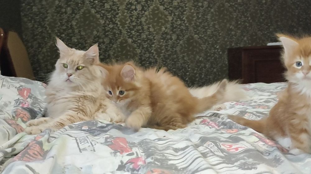 Мейн Кун. Доставка.