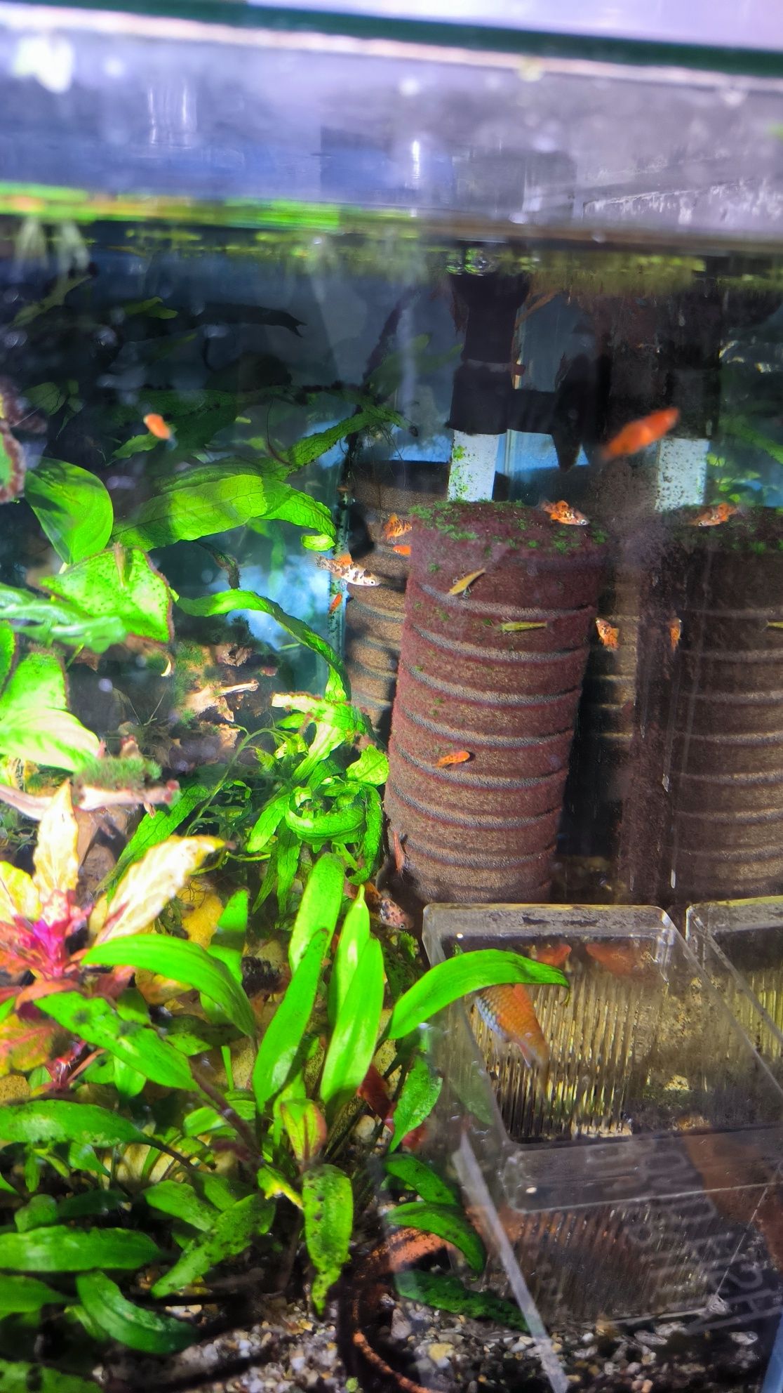 Peixe platy juvenil
