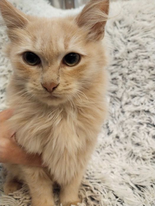 Напівкровний принц Мей-Кун