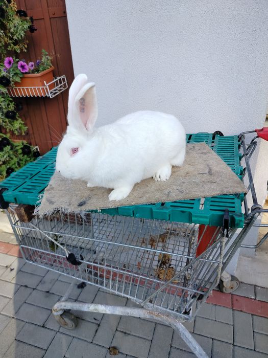 Młode Termondzkie Hodowla EW 345